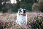 Australian Shepherd at heath