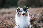 Australian Shepherd at heath