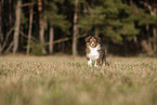 8 weeks old male Australian Shepherd puppy