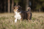 8 weeks old male Australian Shepherd puppy