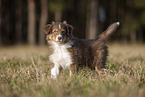 8 weeks old male Australian Shepherd puppy