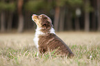 8 weeks old male Australian Shepherd puppy