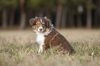 8 weeks old male Australian Shepherd puppy