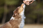 8 weeks old male Australian Shepherd puppy