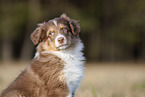 8 weeks old male Australian Shepherd puppy