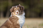8 weeks old male Australian Shepherd puppy