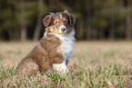 8 weeks old male Australian Shepherd puppy