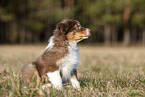 8 weeks old male Australian Shepherd puppy