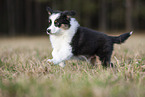 8 weeks old male Australian Shepherd puppy