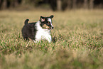 8 weeks old male Australian Shepherd puppy