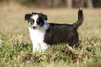 8 weeks old male Australian Shepherd puppy
