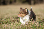 8 weeks old male Australian Shepherd puppy