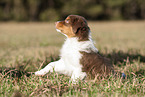 8 weeks old male Australian Shepherd puppy