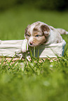 3 weeks old Australian Shepherd puppy
