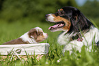 3 weeks old Australian Shepherd puppy