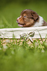 3 weeks old Australian Shepherd puppy