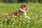 6 weeks old Australian Shepherd puppy