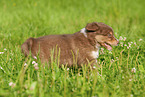 6 weeks old Australian Shepherd puppy