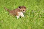 6 weeks old Australian Shepherd puppy