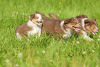 6 weeks old Australian Shepherd puppy