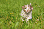 6 weeks old Australian Shepherd puppy