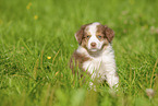 6 weeks old Australian Shepherd puppy