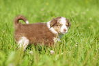 6 weeks old Australian Shepherd puppy