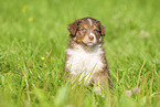 6 weeks old Australian Shepherd puppy