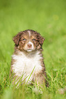 6 weeks old Australian Shepherd puppy