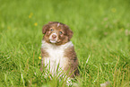 6 weeks old Australian Shepherd puppy