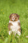 6 weeks old Australian Shepherd puppy