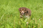 6 weeks old Australian Shepherd puppy