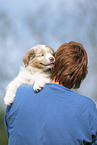 9 weeks old Australian Shepherd puppy