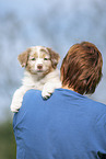 9 weeks old Australian Shepherd puppy