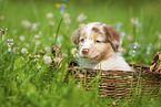 9 weeks old Australian Shepherd puppy