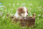 9 weeks old Australian Shepherd puppy