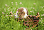 9 weeks old Australian Shepherd puppy