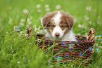 9 weeks old Australian Shepherd puppy