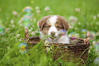 9 weeks old Australian Shepherd puppy