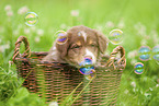 9 weeks old Australian Shepherd puppy