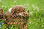 9 weeks old Australian Shepherd puppy