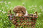 9 weeks old Australian Shepherd puppy