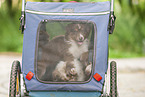 9 weeks old Australian Shepherd puppy