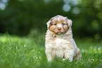 5 weeks old Australian Shepherd puppy