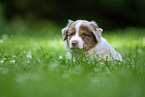 5 weeks old Australian Shepherd puppy