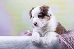 Australian Shepherd puppy