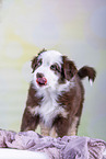 Australian Shepherd puppy