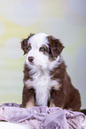 Australian Shepherd puppy
