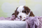Australian Shepherd puppy