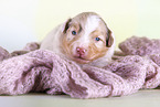 2 weeks old Australian Shepherd puppy